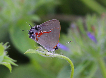 Red-banded Hairstreak